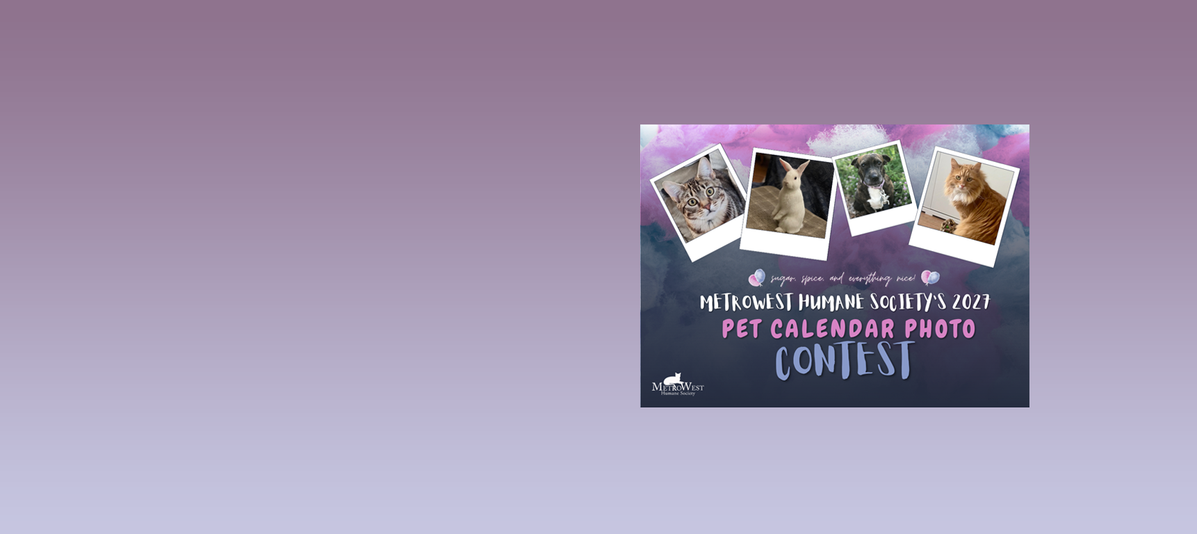 MetroWest Humane Society 2027 Cat Calendar Contest