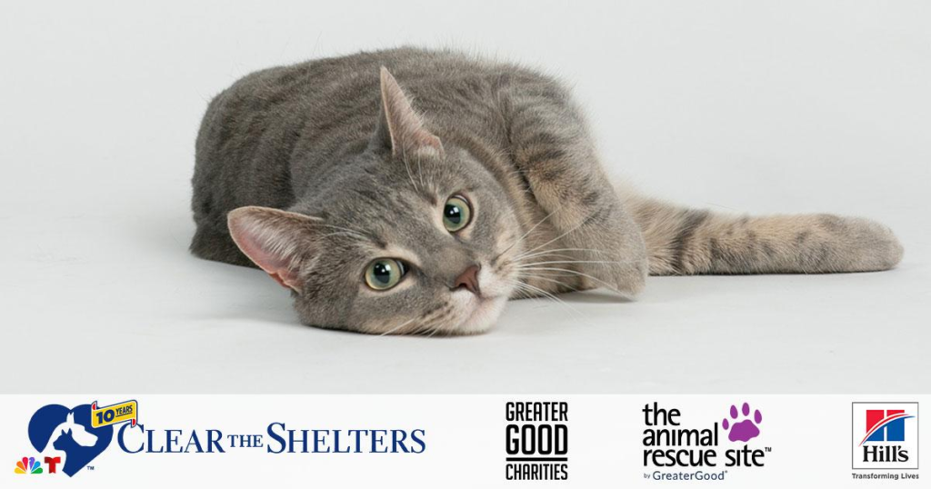 MetroWest Humane Society participates in NBCUniversal's Clear the Shelters Campaign